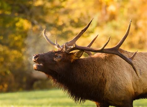 Wildlife Species Spotlight Elk North Carolina Wildlife Federation