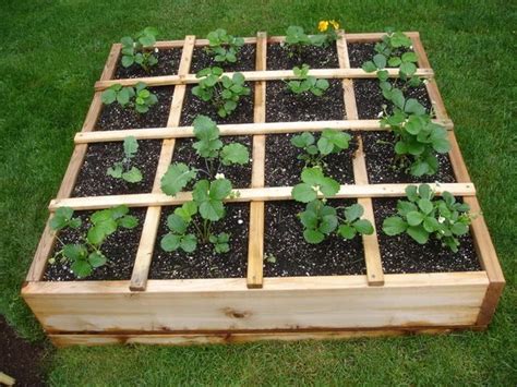 Growing strawberries at home can be incredibly rewarding: 5 Gardening Tips That Will Give You Tons of Strawberries ...