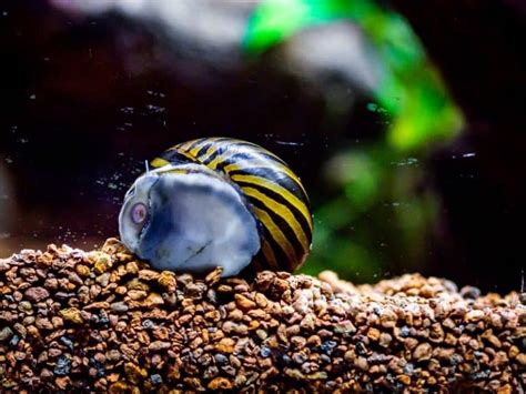 Nerite Snails Complete Care Guide All You Need To Know Fish Tank Master