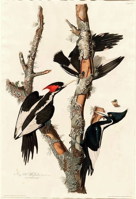 Robert Havell After John James Audubon Ivory Billed Drawing By Litz