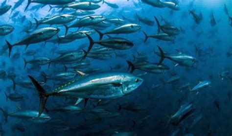 México Establece Un Plan De Gestión De Pesca Del Atún De Aleta Azul Del