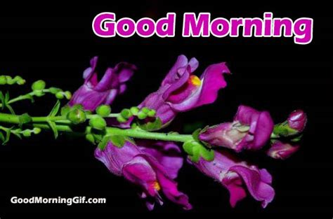 Good Morning Images With Flowers And Good Morning Wishes