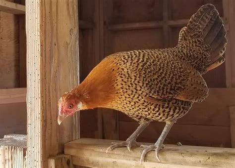 7 Forgotten Heritage Chicken Breeds Perfect For Eggs And Meat