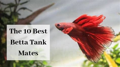 Betta Tank Mates The 10 Best Companions For Your Betta Fish