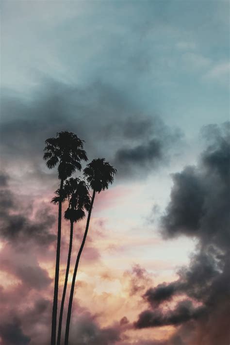 Wallpaper Dark Weather Clouds Palm Trees Sky Tropical Wallpapermaiden