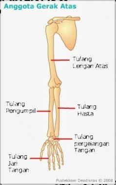 Suntikan sendi sacroiliac (si), di tulang belakang dan juga panggul. Hubungan Antara Tulang Paha Dengan Tulang Gelang Panggul ...