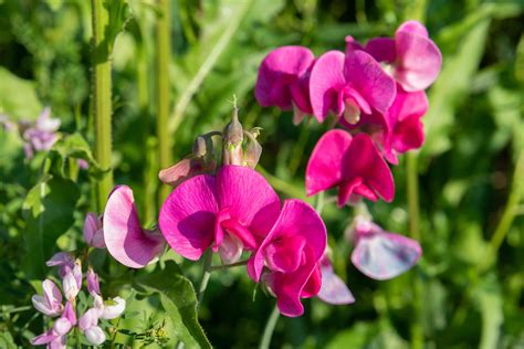 Sweet Pea Flowers Planting Care And Growing Guide