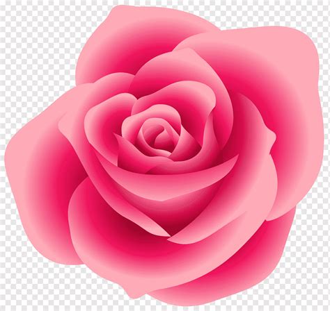 Rose Pink Free Flor Grande Floribunda Flor Magenta Png PNGWing