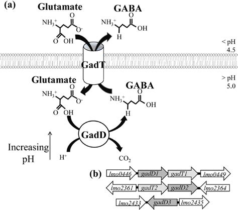 The Standard Model For The Action Of The Gad System A A Membrane