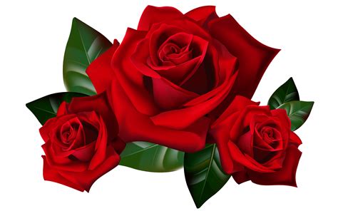 Rose Clip Art Rose Clipart Roses Png