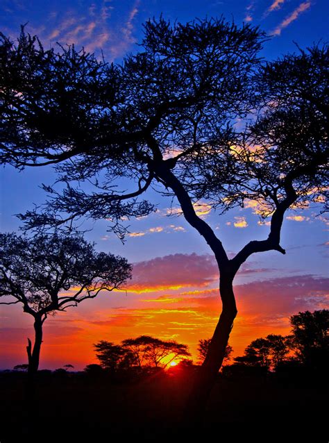 Djferreira224 “ African Sunrise Breathtaking View Of The Serengeti