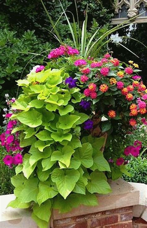 Gorgeous Summer Container Garden Flowers Ideas Container Gardening