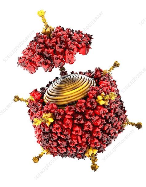 Find the latest health advance inc (hadv) stock quote, history, news and other vital information to help you with your stock trading and investing. Adenovirus structure, artwork - Stock Image - C011/1355 - Science Photo Library