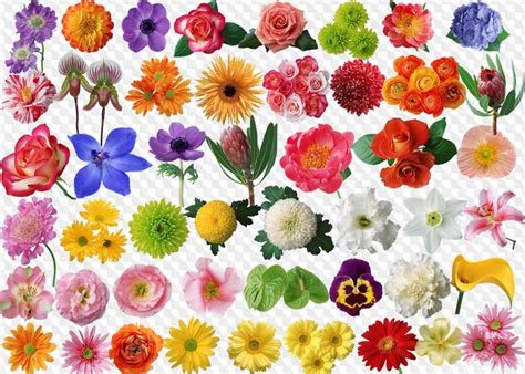 Paint.net kann bilder transparent machen und so zum beispiel hintergründe ausblenden. Blumen auf transparentem Hintergrund, kostenlose PSD-Datei ...