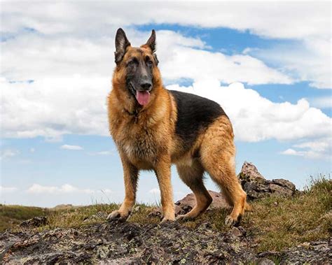 German Shepherd Dog Breed Information Pictures Characteristics