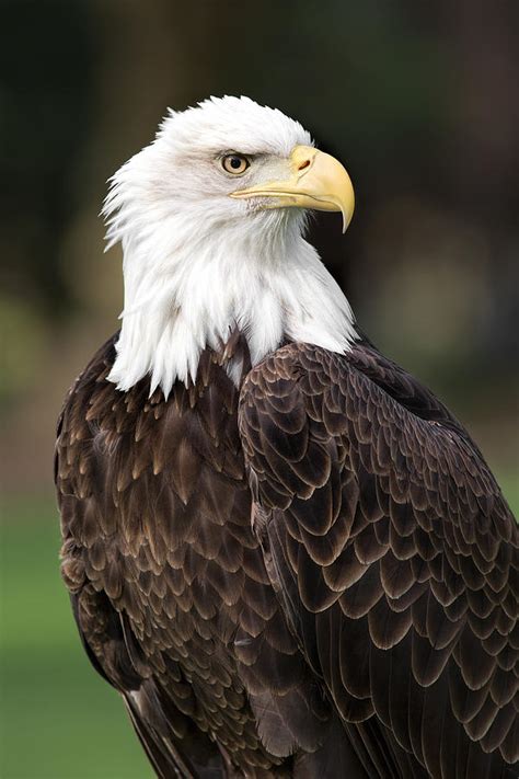 American Bald Eagle Photograph By Dale Kincaid