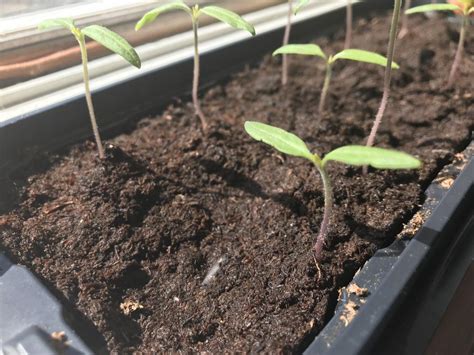 Repotting And Transplanting Tomato Seedlings Garden Org
