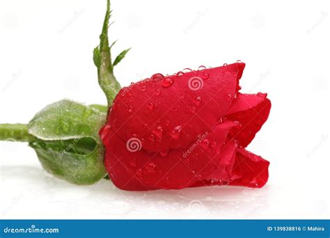 Water Drop And Red Rose Isolated Stock Photo Image Of Flora Drop