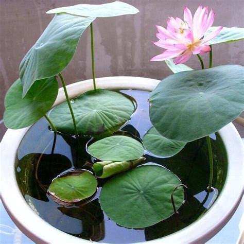 เมล็ดดอกบัวจิ๋ว Micro Lotus Bergen Water Garden Lotus Paradise ดอกบัว
