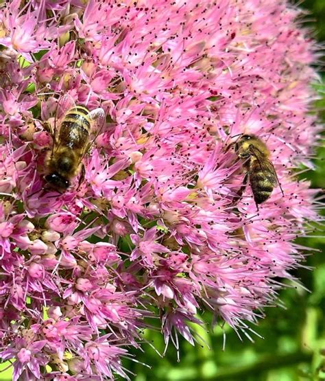 Top 10 Plants For Your Garden To Help Save The Bees Bees Plants Bee