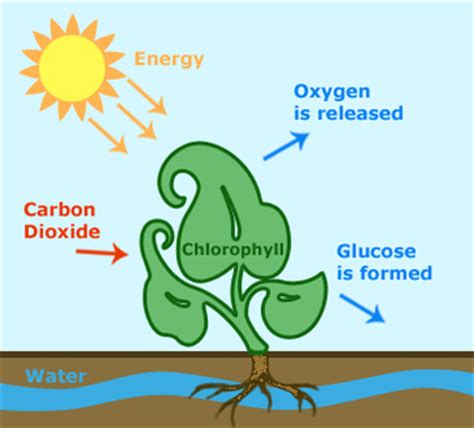 Check spelling or type a new query. Photosynthesis, Respiration & Interdependence - Maggie's ...