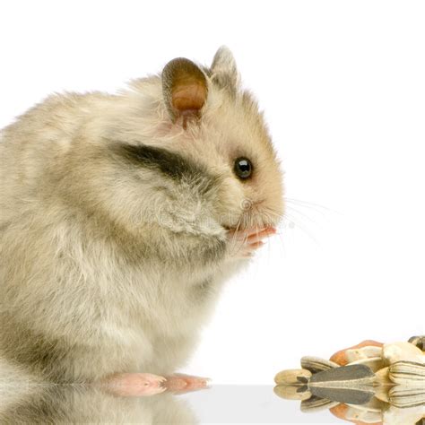 Hamster Stock Image Image Of Humour Cute Isolated