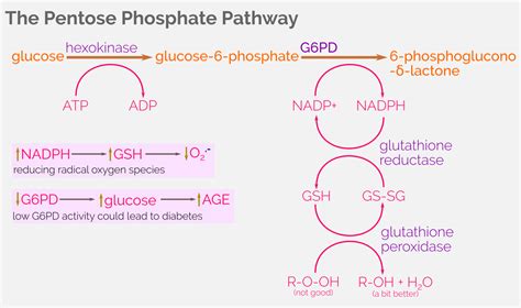 Purchasing power parity (ppp) is an economic theory that compares different the currencies of different countries through a basket of goods approach. glucose pathways and G6PD | Caspershire Meta