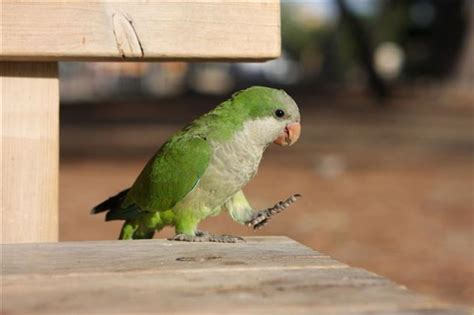 100 Cute And Funny Pet Parrot Names Bird Eden