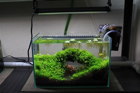 3) next, use airline tubing to syphon water from your aquarium into the bucket. Since everyone liked my treescape heres a bridge scape I ...