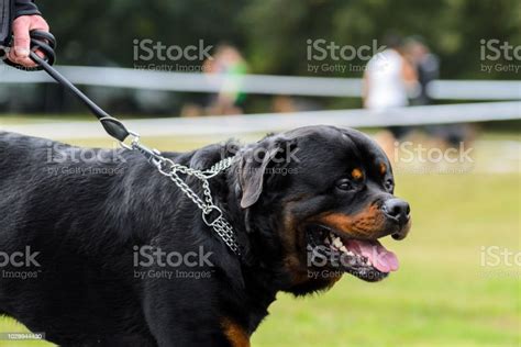 A Large Black Dog On Leash Side View Stock Photo Download Image Now