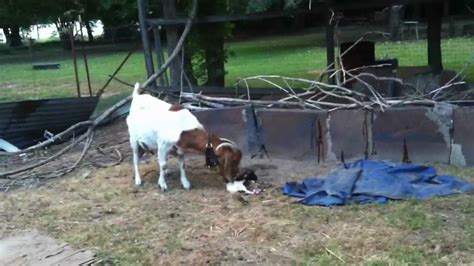 Boer Goat Giving Birth To Twins Youtube