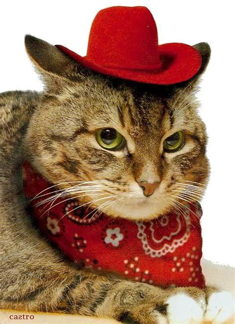 Cat Cowboy Hat Meme Cowboy Cat Funny Cat Memes Great Cat Cat Memes