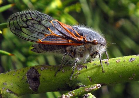 062023 Cicadas Race To Catch Up With Their Evolving Endosymbionts