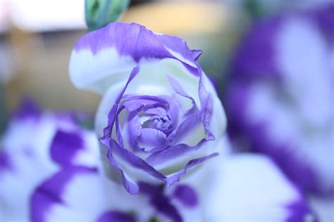 Free Images Nature Blossom Flower Purple Petal Bloom Rose Blue