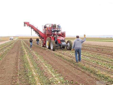 Harvesting Sugar Beet Research Plots In 2015 Cropwatch University