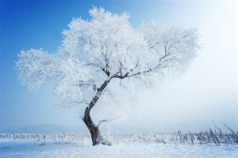 Snow Tree Winter Nature Wallpaper 5600x3726 433502