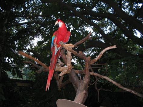 A Multi Colored Parrot Picture Of San Diego Zoo San Diego Tripadvisor