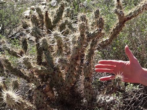 (1.3 m) in height and measure 2 ft. Math, Science, and Technology Blog: Common Arizona Cacti