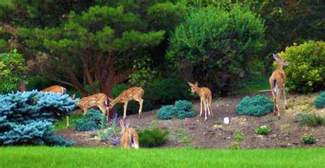 Will coffee grounds keep deer away from hostas? Deer browsing