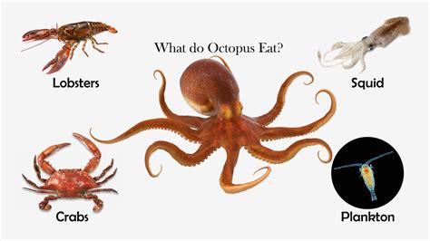 What Do Octopus Eat Feeding Nature