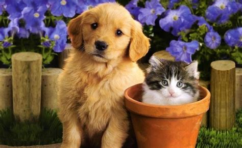 Cute Kitten And Puppy Wallpaper Wallpaper Background Hd
