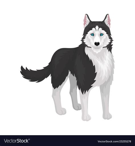 Siberian Husky White And Black Purebred Dog Vector Image