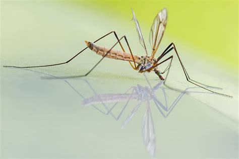 Check out multiple ultrasonic pest repeller sprays and proficient electronic insect repellant device options at alibaba.com. Tips on How to Get Rid of Mosquitos in Your Bathroom