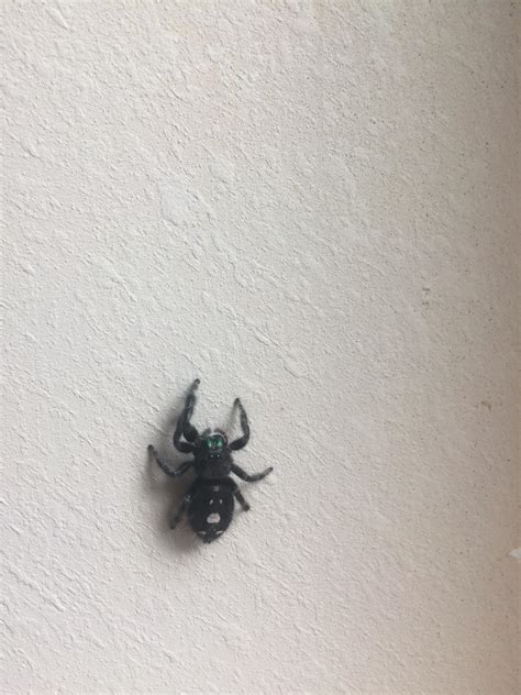 Pretty Sure This Buddy Is A Bold Jumping Spider Found In Willamette