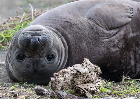 Elephant Seal in King Range National Conservation Area, California, USA