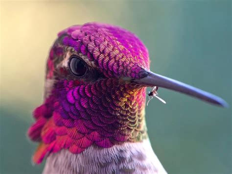 What do hummingbirds eat? (complete guide)