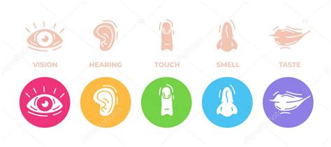 Cinco Iconos De Sentidos Humanos Establecidos Visión Oído Tacto