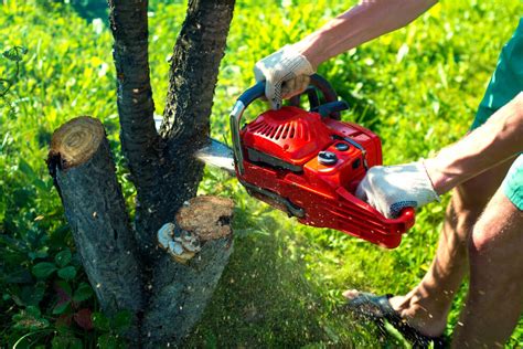 Tree Trimming - Fort Myers Best Tree Trimming and Tree Removal Services