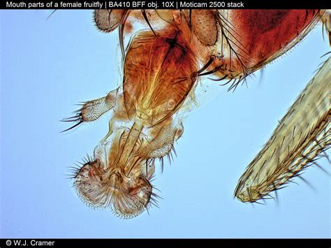 Small Creatures Of Great Importance Fruit Flies Drosophila Mouth