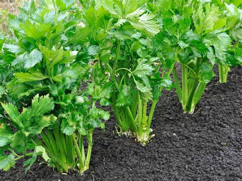 Celery Growing Conditions